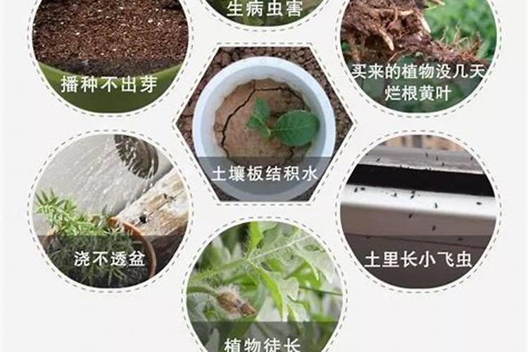 用营养土多久施肥 营养土何时施肥最佳？