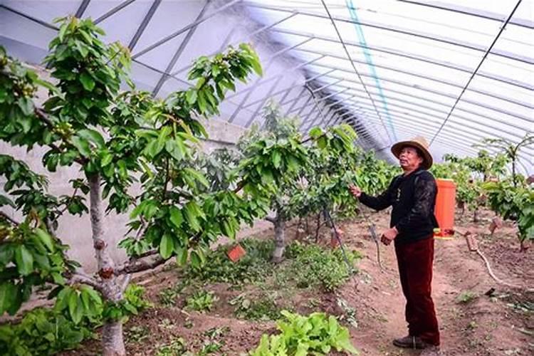 柑橘树施氮肥过量的症状及补救措施