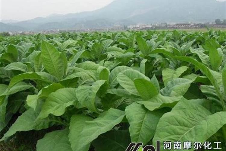 硼为什么能促进作物早熟