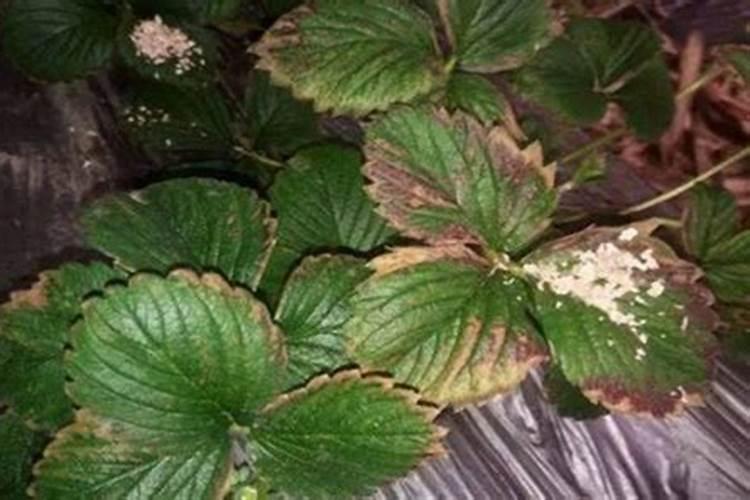 绣球花什么时候浇磷酸二氢钾