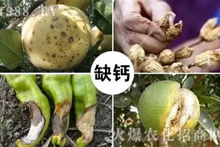 向日葵施什么肥最好