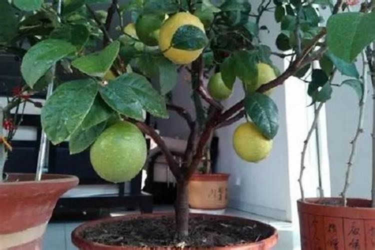 柠檬树不开花不结果的原因是什么