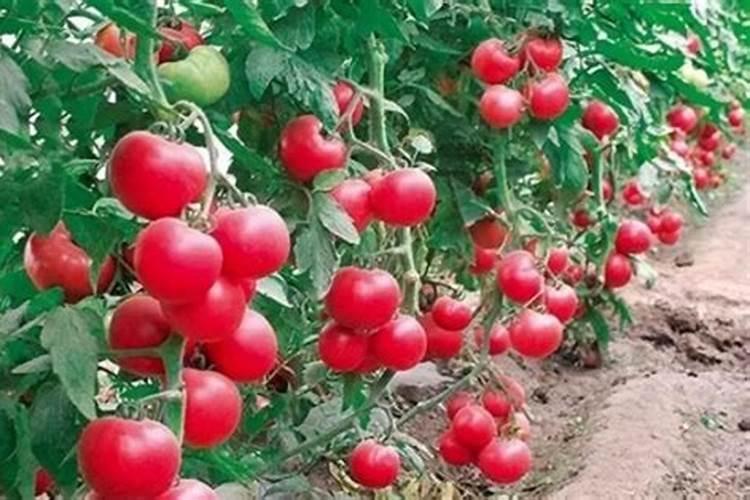 葵花皮毛亮用哪种氨基酸肥