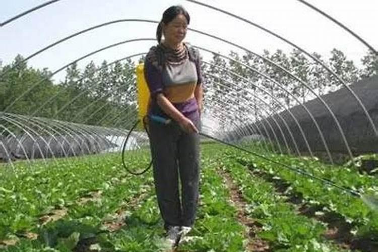 用醋做黄瓜叶面肥的配方