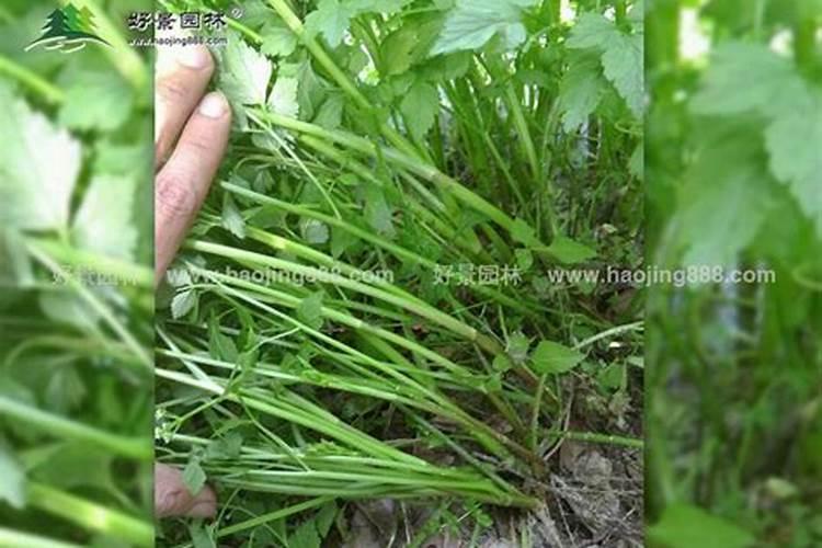 草莓的种植方法