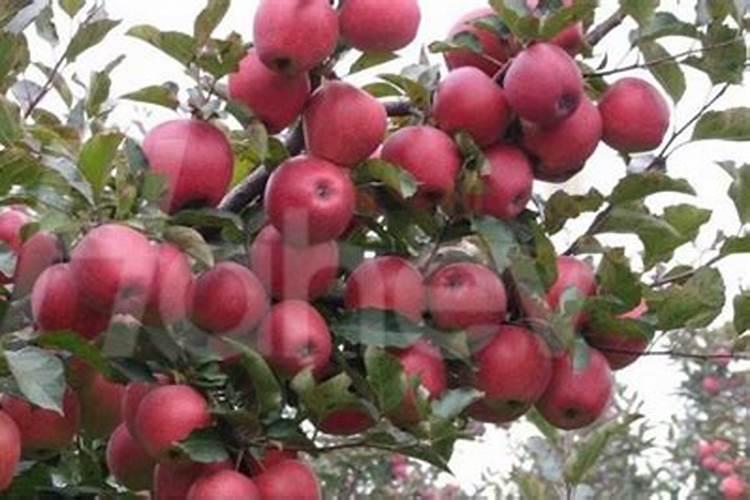 蝴蝶兰没根了如何生根