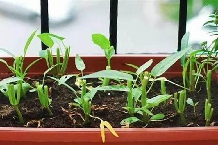 空心菜出苗后多久施肥 空心菜苗期施肥时间是多少？