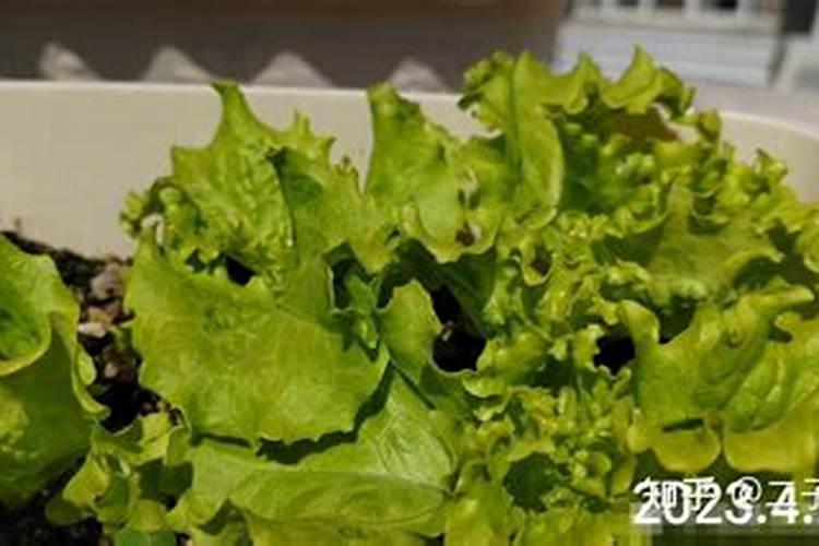 芸苔素内酯哪个牌子好？
