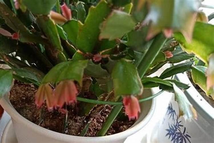 猕猴桃7月施什么肥最好