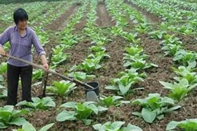 栽培无公害蔬菜时应禁用哪些肥料