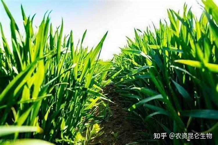 杜鹃花开花期间施什么肥可以喷磷酸二氢钾吗？