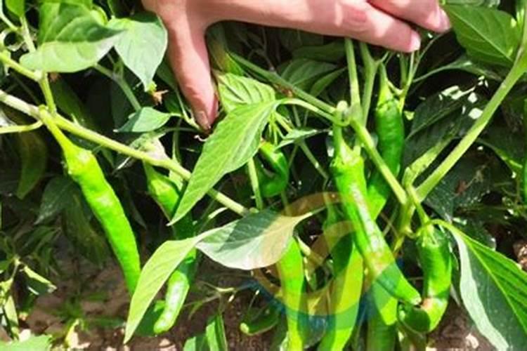 种油葵用什么肥料好