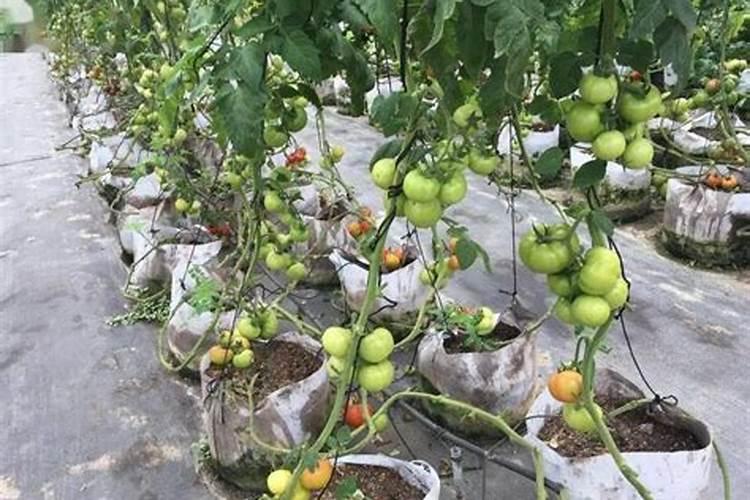 柑橘为什么会缺乏微量元素 该如何补充