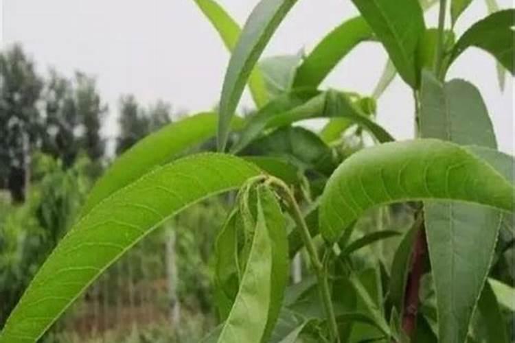 甜瓜追肥用什么肥料好,合理的追肥量是多少