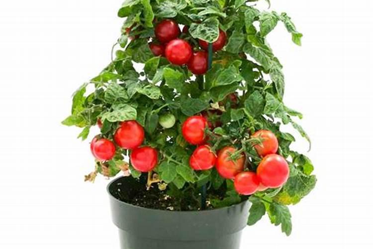 有些樱桃西红柿的新叶卷着,