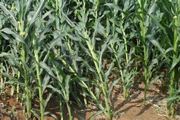 上午打芸苔素可以吗有效果吗