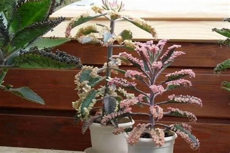 种甘蔗用什么肥料做底肥