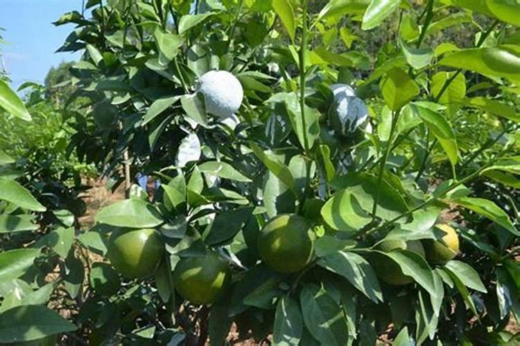 白萝卜种植施基肥量