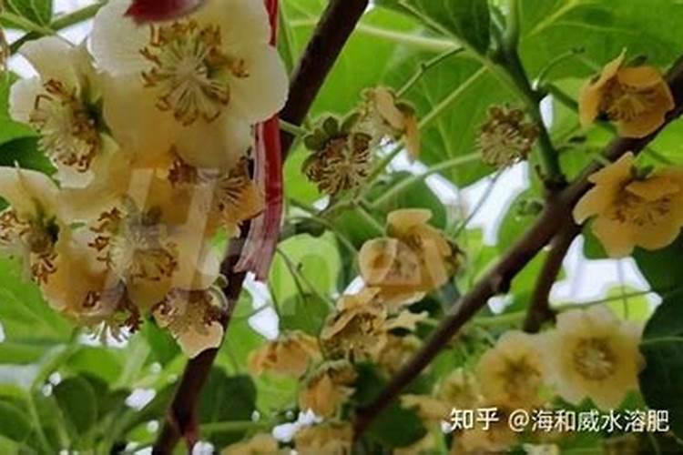 芸苔素内酯如何兑水