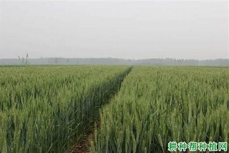 如何种植黑麦草