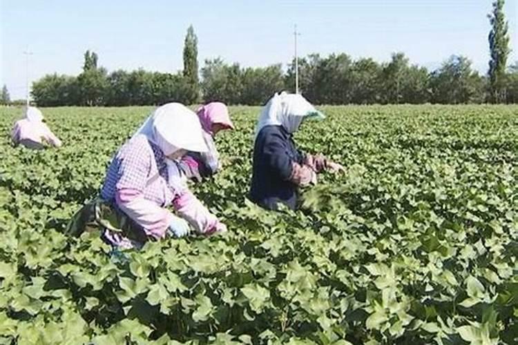 老师种小麦用什么肥料做底肥好？