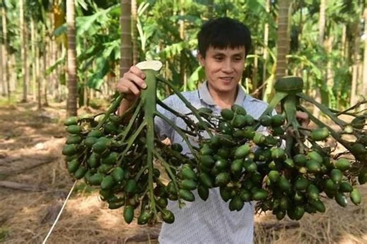 这个是什么植物？