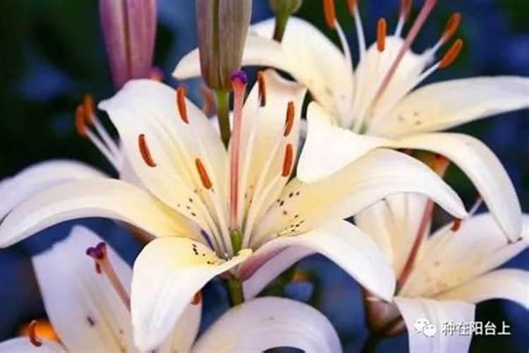 套袋操作技术套袋时期套袋及摘袋摘袋时期及方法套袋后果园管理