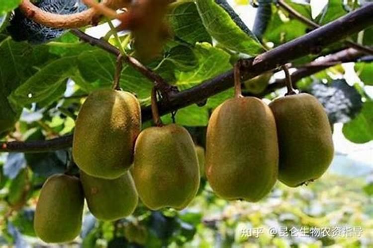 樱桃采摘后施什么肥料好