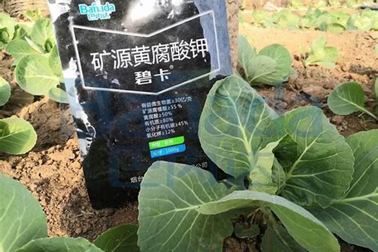 种蔬菜用什么肥料最好