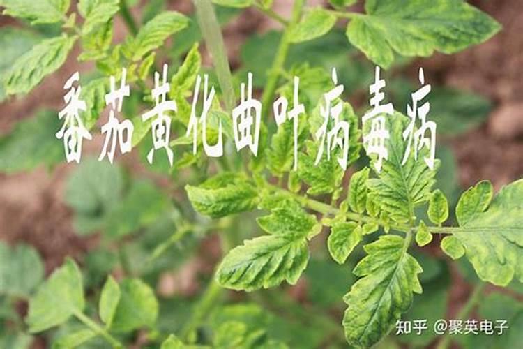 番茄病毒病症状与防治方法