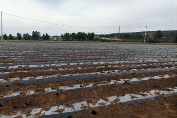 红薯一共要施肥几次