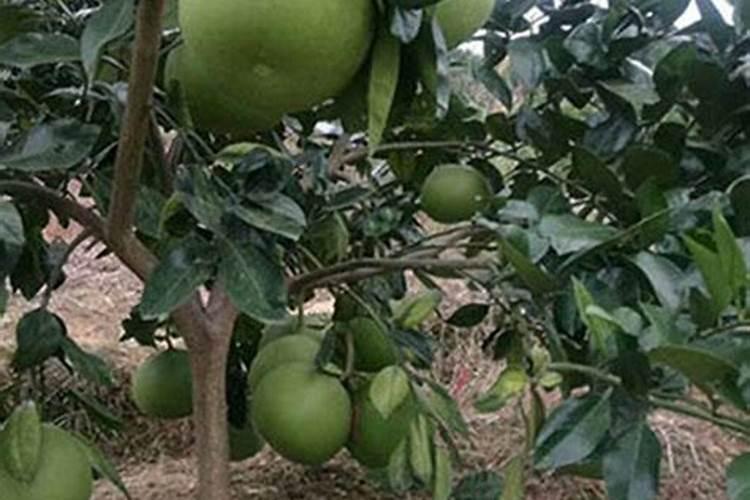 硼在西瓜什么时候补