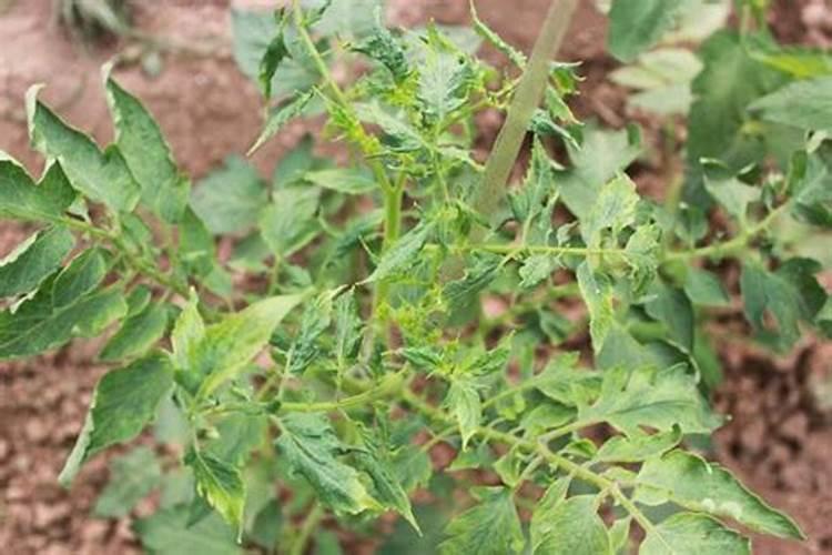 连阴天晴天后几天,在棚东西头严重,以片发,是什么情况？治疗方法？