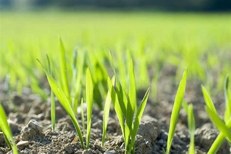 葡萄施肥的最佳时间是