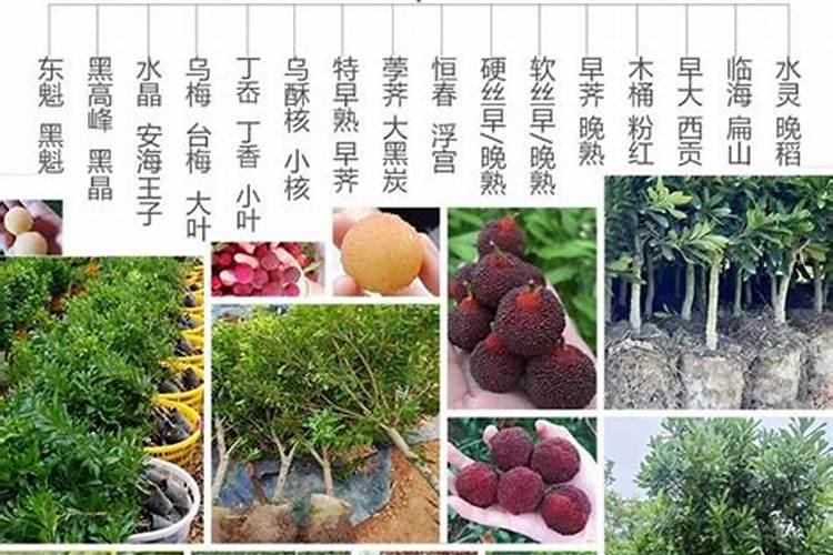 苏云金杆菌可以配什么农药