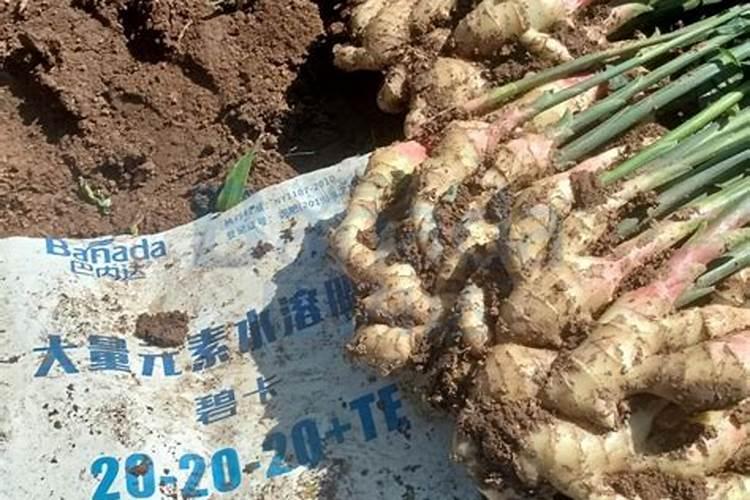 辣椒开花结果期用什么肥料