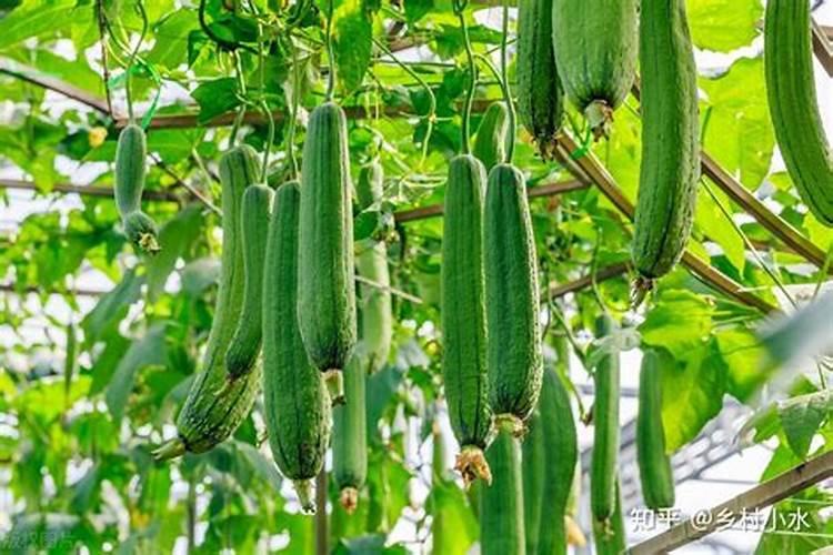 KNO3属于氮肥还是钾肥还是复合肥料？