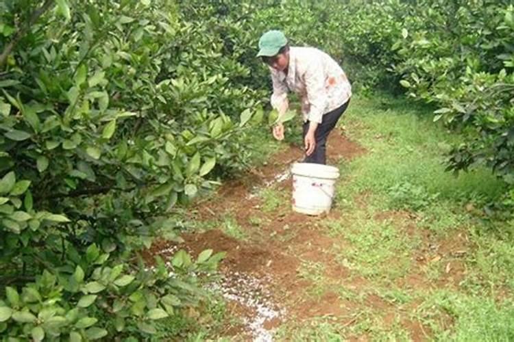 复合肥氮肥钾肥磷肥区别是什么