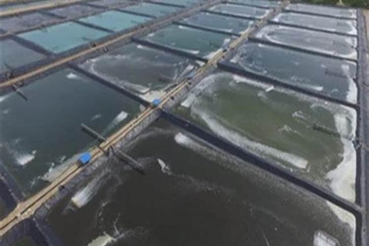 什么农药可杀死附于荔枝树身上的青台