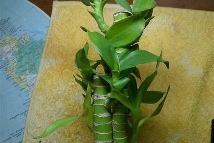 种花需要肥料,请问什么是磷肥、什么是氮肥、什么是钾肥？