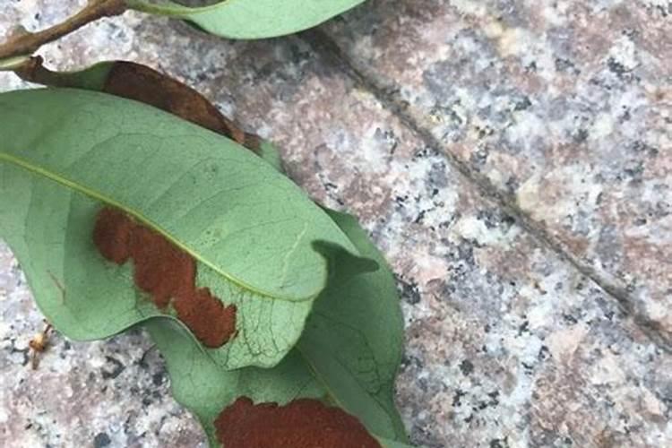 农家肥氮肥有哪些