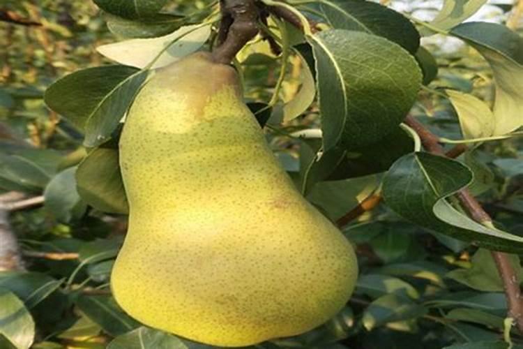 马蹄莲怎么浇水