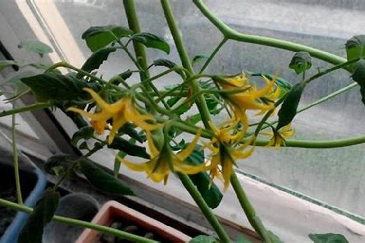 用什么肥让番茄红又亮？