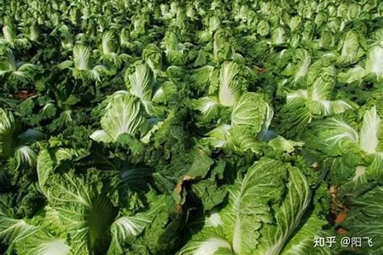 种白菜用什么肥料好