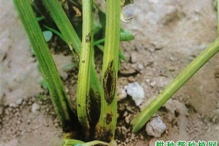 茶叶水可以浇虎尾兰吗