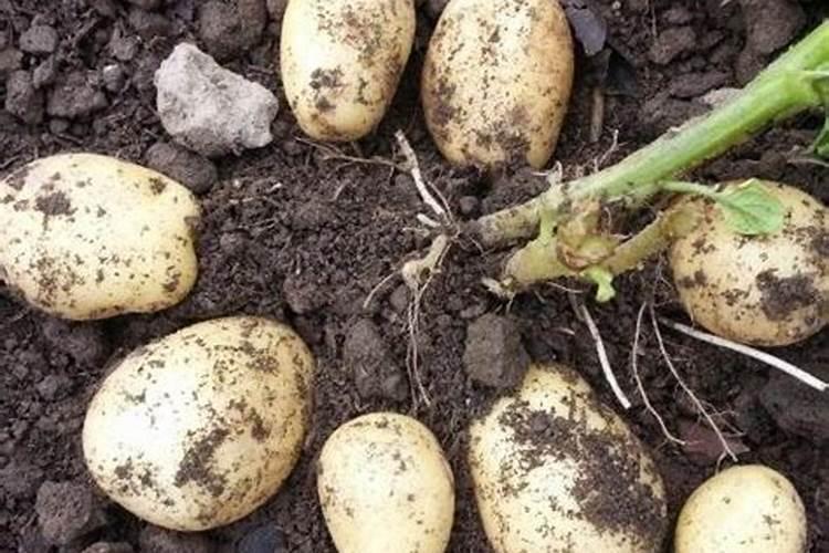 马铃薯用什么叶面肥好 打几次效果好