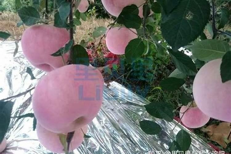 铜绿微囊藻形态特征