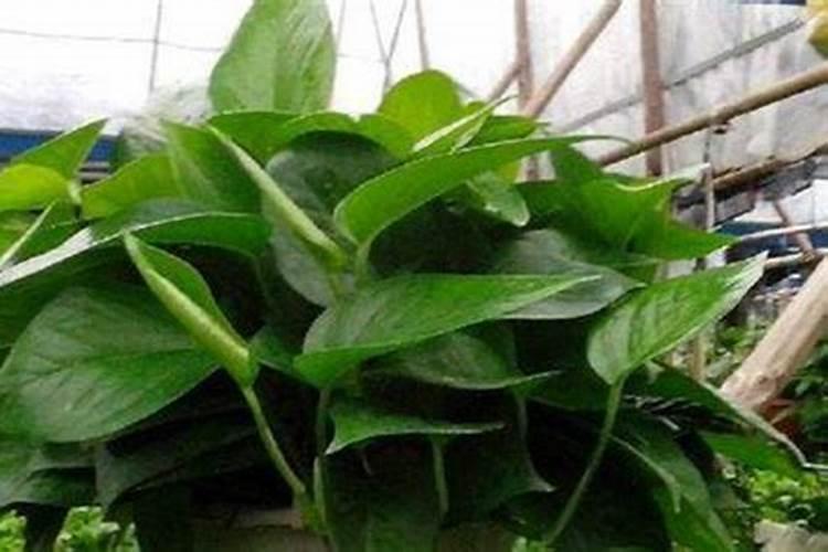 含腐植酸水溶肥料作用与使用方法