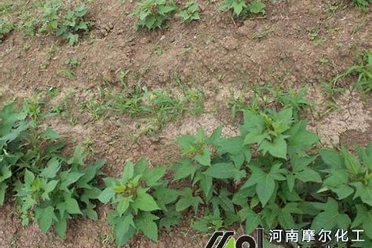地瓜用什么肥料最好
