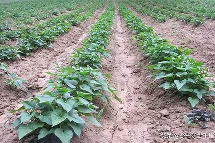 种红薯用什么肥料